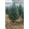 Discount 4 ft. Fresh Cut Balsam Fir Christmas Tree Christmas Trees