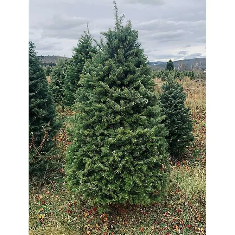 Outlet 5 ft. Fresh Cut Balsam Fir Christmas Tree Christmas Trees