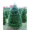 Sale 6 ft. Fresh Cut Balsam Fir Christmas Tree Christmas Trees