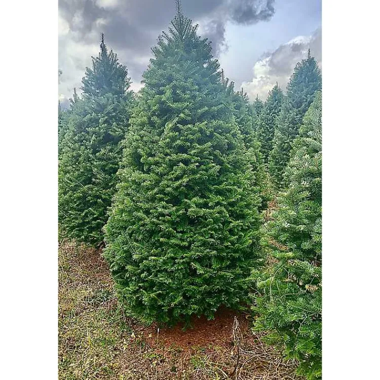 Outlet 7 ft. Fresh Cut Balsam-Fraser Fir Christmas Tree Christmas Trees