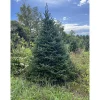 Best 5 ft. Fresh Cut Canadian Fraser Fir Christmas Tree Christmas Trees
