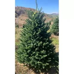 Hot 7 ft. Fresh Cut Fraser Fir Christmas Tree Christmas Trees