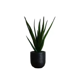 Online Agave Arrangement in Black Decorative Pot Arrangements & Greenery