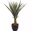 New Agave in Planter, 30 in. Trees & Topiaries