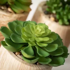 Clearance Assorted Succulents in Wooden Pots, Set of 3 Arrangements & Greenery