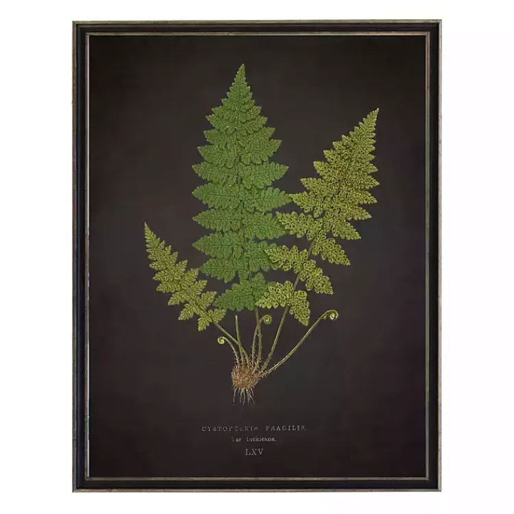 Kirklands Home Framed Art|Black Fern VI Framed Art Print