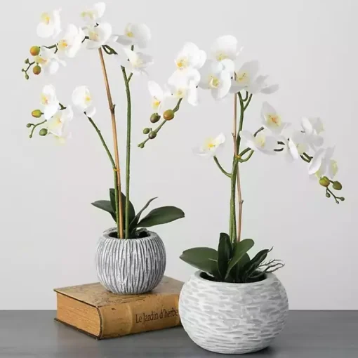 Online Blooming White Orchid Potted Floral Arrangement Arrangements & Greenery