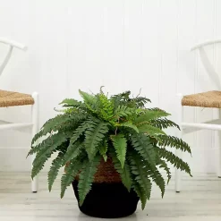 Clearance Boston Fern Arrangement in Woven Basket DIY Kit Arrangements & Greenery
