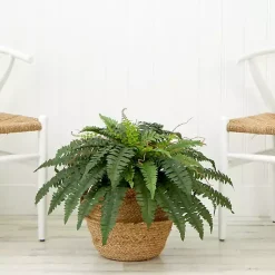 Clearance Boston Fern Arrangement in Brown Basket DIY Kit Arrangements & Greenery