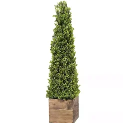 Clearance Boxwood Obelisk in Wood Planter, 36 in. Trees & Topiaries