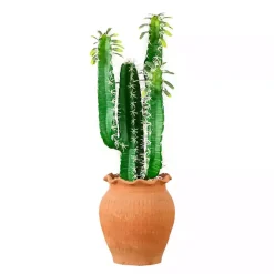 Cactus in Terracotta Planter Arrangements & Greenery
