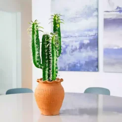 Cactus in Terracotta Planter Arrangements & Greenery