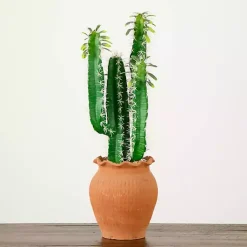 Cactus in Terracotta Planter Arrangements & Greenery