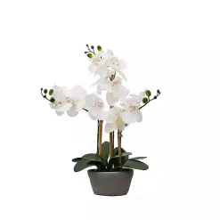 Clearance Desktop Orchid Arrangement in Gray Planter Arrangements & Greenery