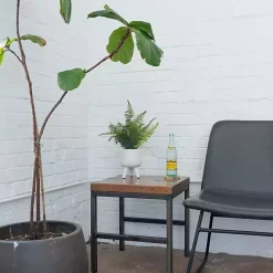 Outlet Desktop Palm Plant in White Planter Arrangements & Greenery