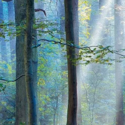Kirklands Home Canvas Art|Enchanted Forest Canvas Print by Lars Van De Goor