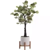 New Eucalyptus Tree in Pot on Stand Trees & Topiaries
