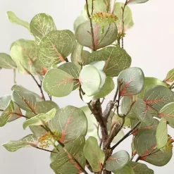 New Eucalyptus Tree in Pot on Stand Trees & Topiaries