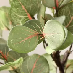 New Eucalyptus Tree in Pot on Stand Trees & Topiaries
