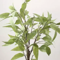 New Eucalyptus Tree in Stripped Pot Trees & Topiaries