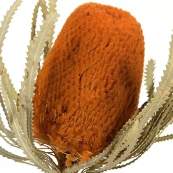 Outlet Fall Dried Jumbo Banksia Stems, Set of 3 Stems & Bouquets