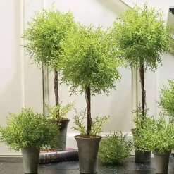 Feather Fern Topiaries, Set of 3 Trees & Topiaries