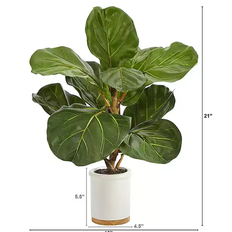 Discount Fiddle Leaf Fig in White Ceramic Planter, 21 in. Trees & Topiaries