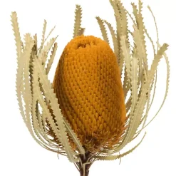 Online Dried Jumbo Banksia Stems, Set of 3 Stems & Bouquets