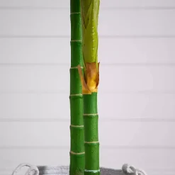 Discount Golden Cane Palm Tree in Woven Planter, 8 ft. Trees & Topiaries