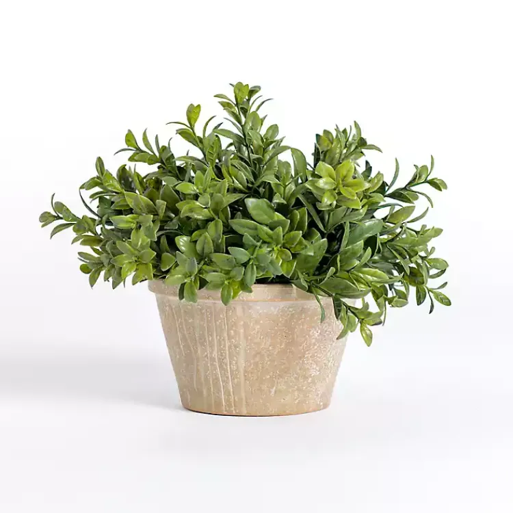 Boxwood Arrangement in Ceramic Pot Arrangements & Greenery