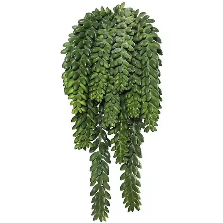 Sale Green Donkey's Tail Bush Stems & Bouquets