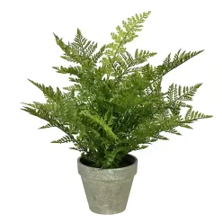 Discount Fern Arrangement in Paper Pot Arrangements & Greenery