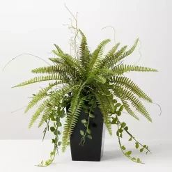 Fern Plant in Black Pot Trees & Topiaries