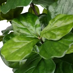 Discount Green Fiddle Leaf Tree in Distressed Pot Trees & Topiaries