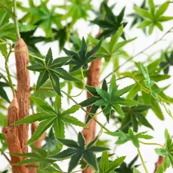 Green Maple Tree in Black Planter Trees & Topiaries