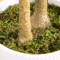 Discount Green Maple Tree in White Planter Trees & Topiaries