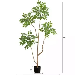 Green Pieris Tree in Black Planter Trees & Topiaries