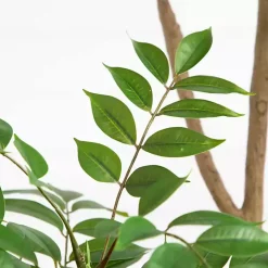 Green Pieris Tree in Black Planter Trees & Topiaries
