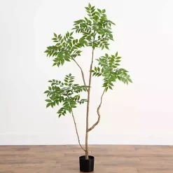 Green Pieris Tree in Black Planter Trees & Topiaries