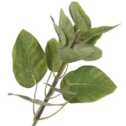 Online Green Potted Cotinus Coggygria Tree, 4 ft. Trees & Topiaries