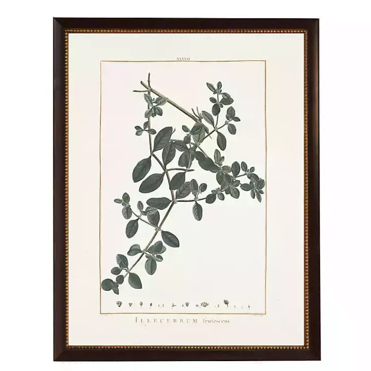 Kirklands Home Framed Art|Illecebrum Greenery Black Beaded Framed Art Print