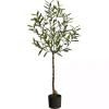 Outlet Italian Olive Tree in Black Nursery Planter, 4 ft. Trees & Topiaries