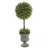Hot Juniper Ball Tree in Pedestal Urn Trees & Topiaries