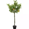 Hot Lemon Fruit Tree in Black Pot Trees & Topiaries