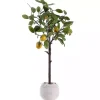 Lemon Tree in White Pot Trees & Topiaries
