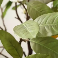 Lemon Tree in White Pot Trees & Topiaries