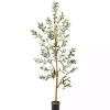 Lucky Olive Tree in Nursery Planter, 54 in. Trees & Topiaries