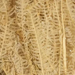 Hot Natural Bleached Andares Fern Stems, Set of 9 Stems & Bouquets