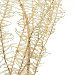 Hot Natural Bleached Andares Fern Stems, Set of 9 Stems & Bouquets