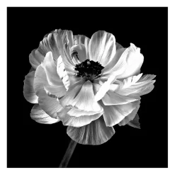 Kirklands Home Canvas Art|Noir Ranunculus Floral Giclee Canvas Art Print